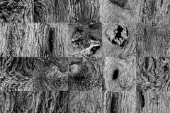 Panelcorteza