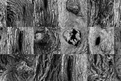 Collage_cortezas-1